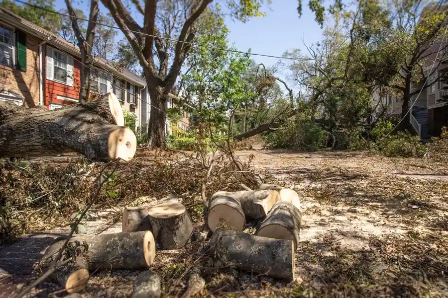 Tree Removal From Roofs